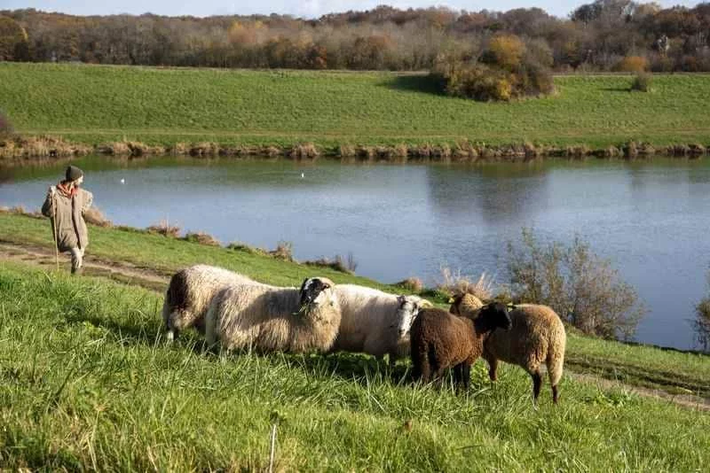 Gestion écologique des espaces verts 3 Arrivee des moutons de l'eco-paturage au Val Favry. B Houillon VP