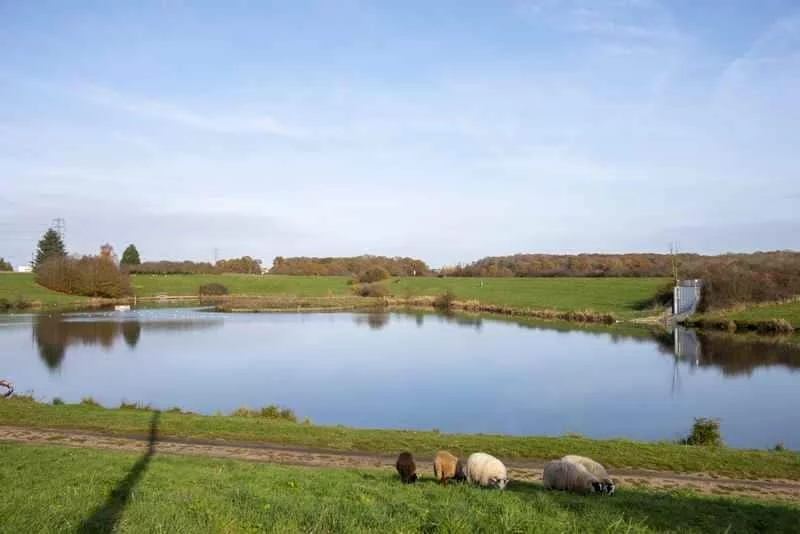 Gestion écologique des espaces verts 2 Arrivee des moutons de l'eco-paturage au Val Favry. B Houillon VP