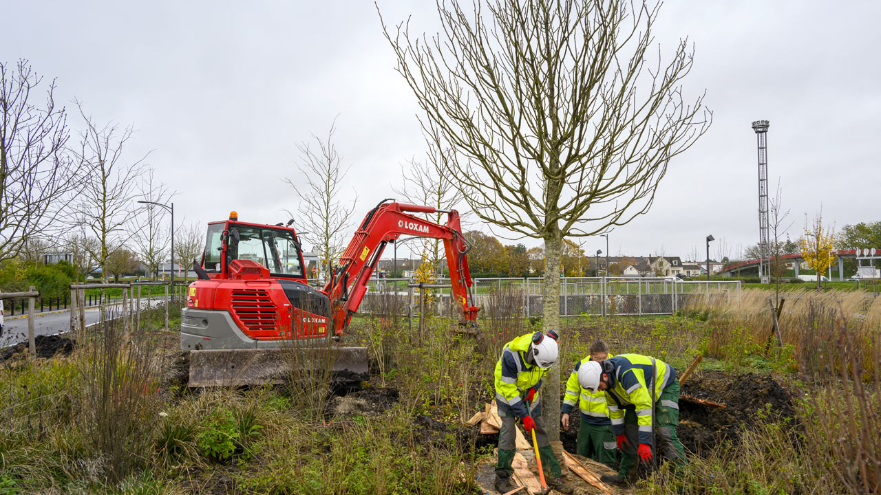 Plantation arbre remarquable à La Verrière SQY