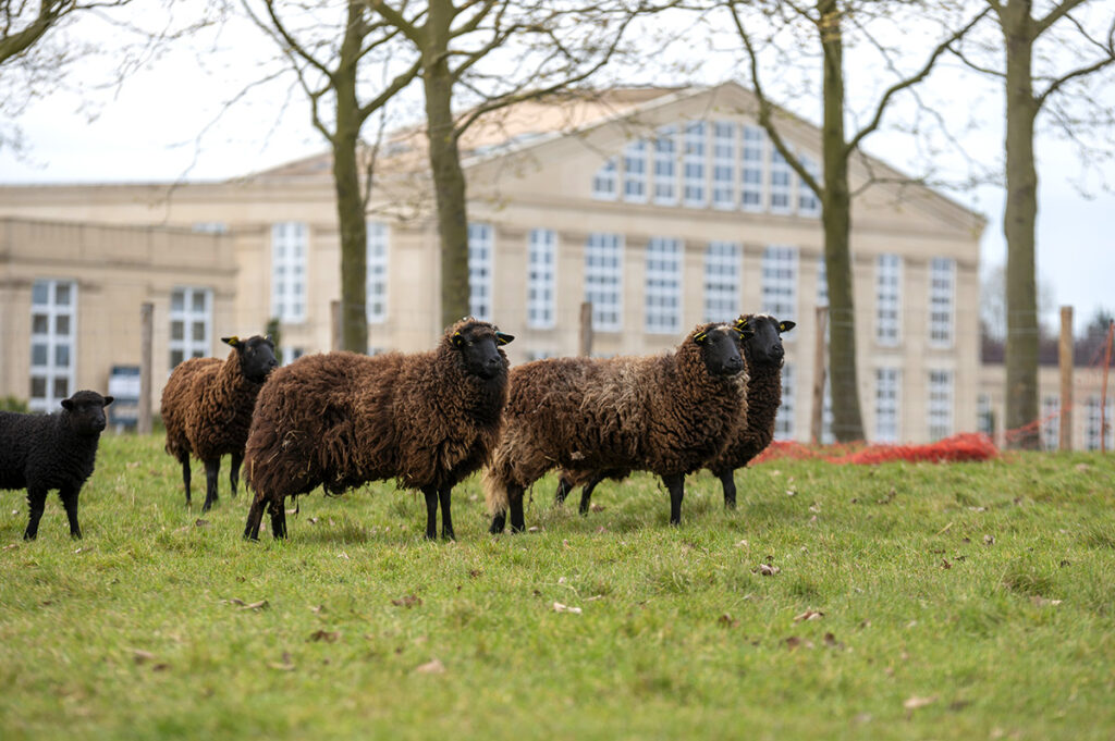 Moutons à la Sourderie gestion différenciée des espaces verts