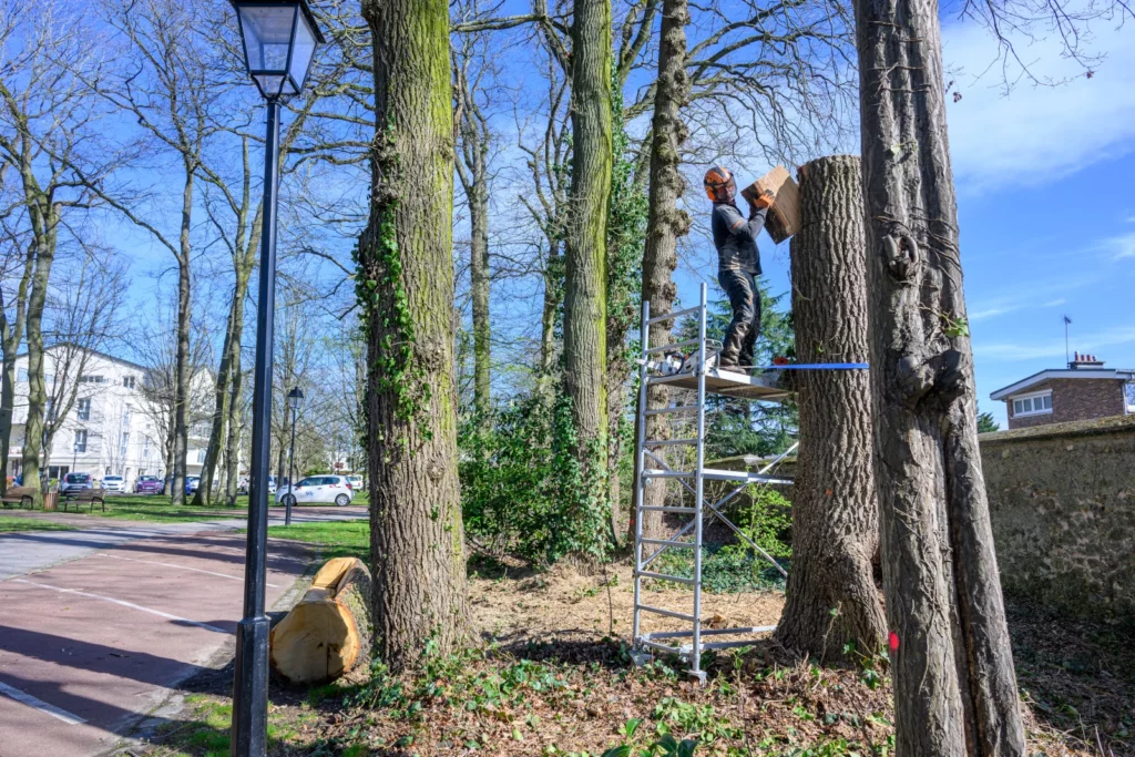 Quand un arbre devient une œuvre d’art... 1 Sculpteur tronconneuse parc de la couldre sculpture d'un chene.
