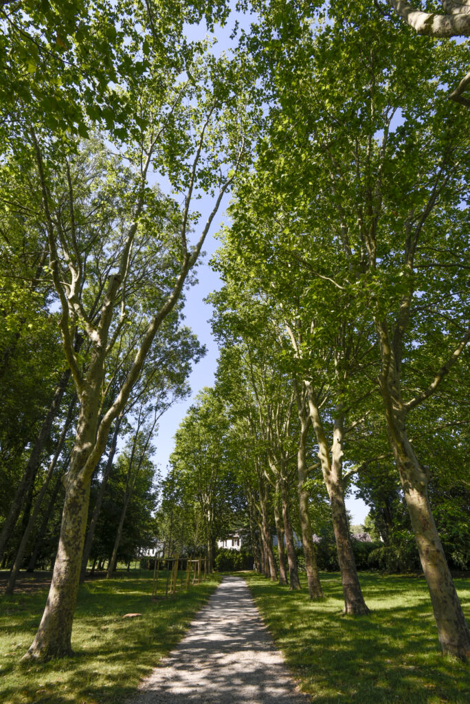 Parc de Diane Platane