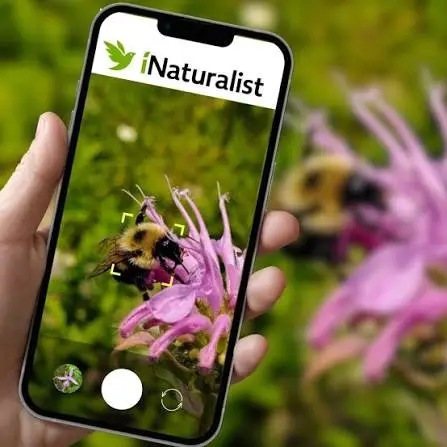 Illustration INaturalist